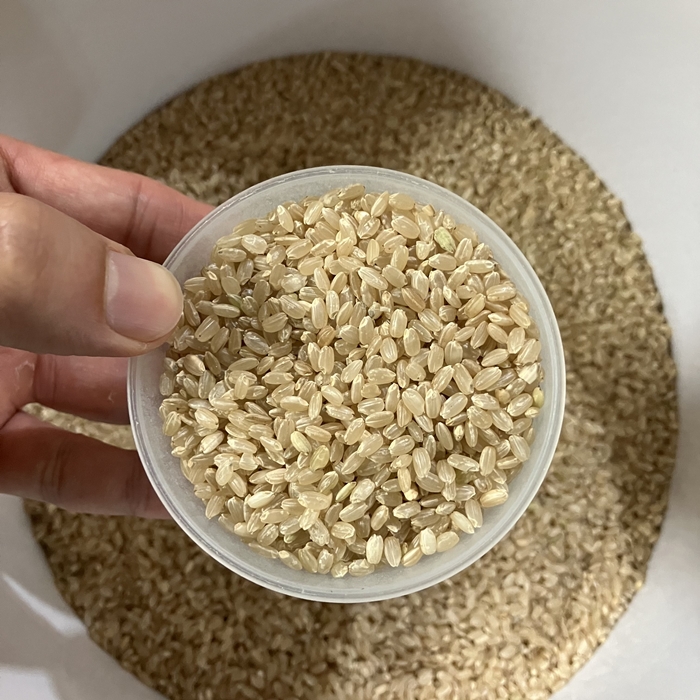 계량컵에 담아 손으로 든 100% 현미 알갱이 클로즈업