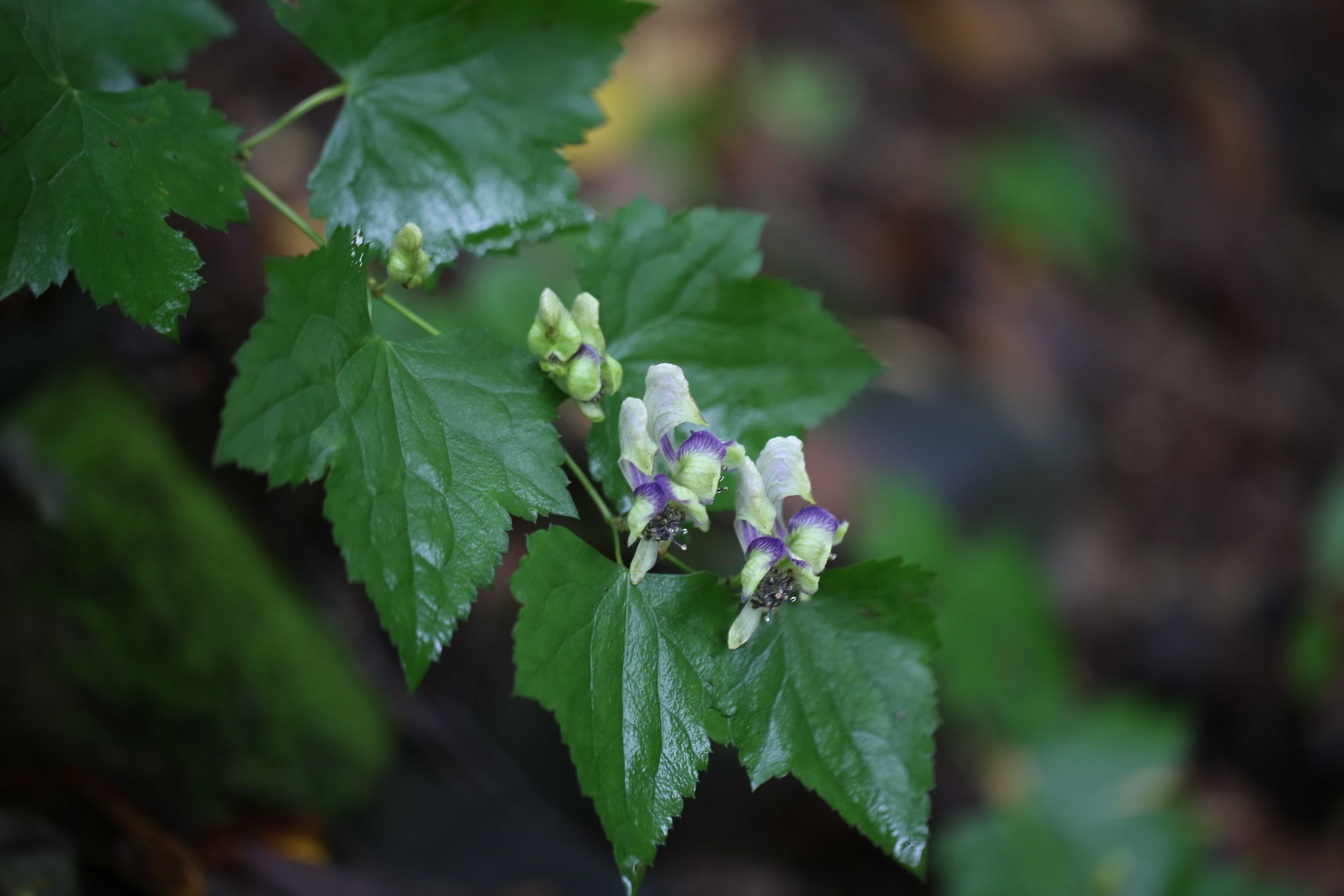 세뿔투구꽃 사진