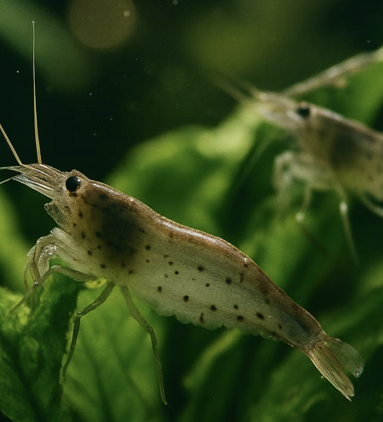 실수 다섯 : 이끼와의 전쟁에서 지는 이유