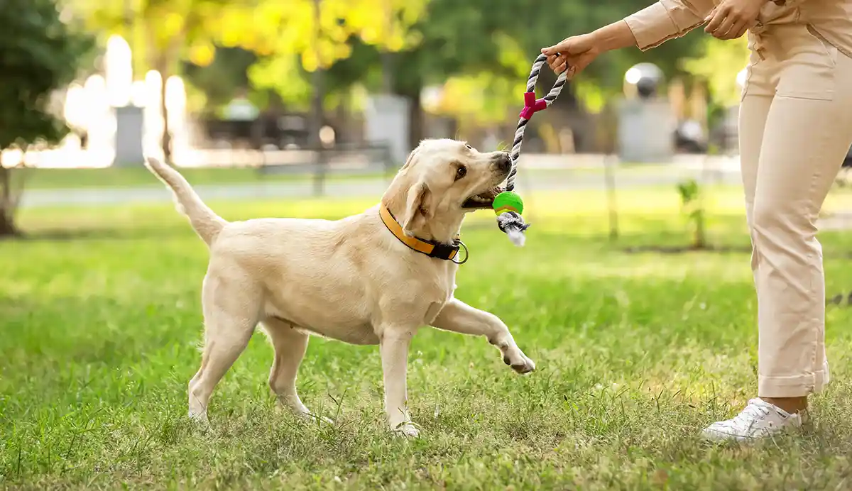 공원에서-주인과-함께-놀고있는-강아지