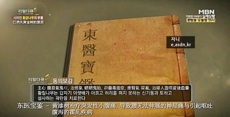 황칠나무 효능 9가지와 부작용 총정리.약초이야기 첫번째