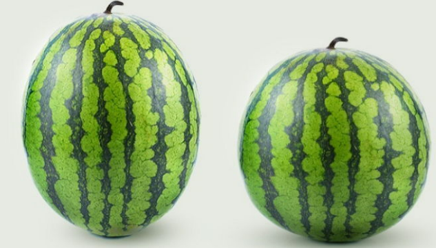 암수박과 숫수박