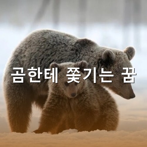 겨울에-먹을것이-없어-가끔-민가로-내려오는-곰가족