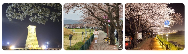 첨성대 주변 산책로 벚꽃