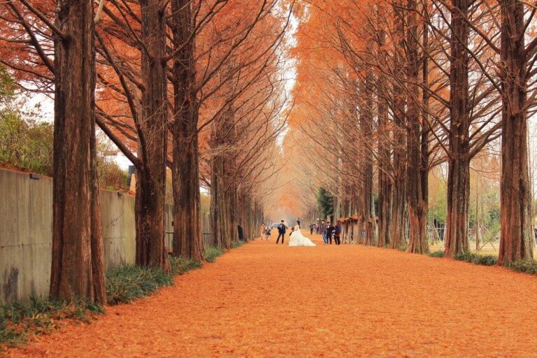 담양 메타세쿼이아 길