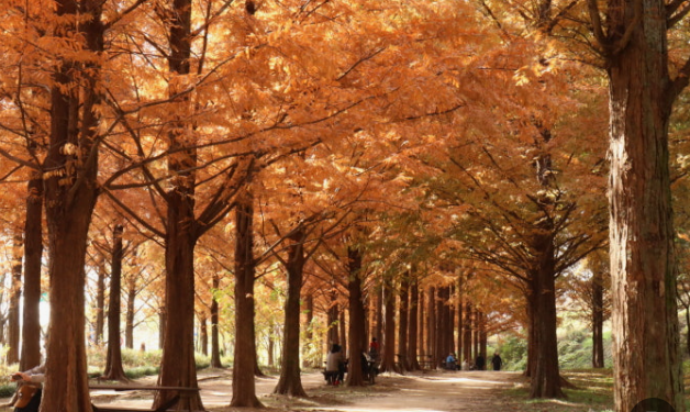하늘공원 메타세콰이어길의 가을