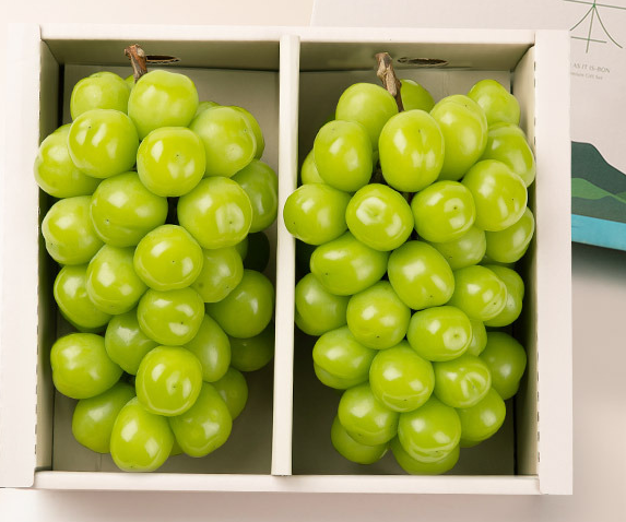 탐라왕 샤인머스캣 