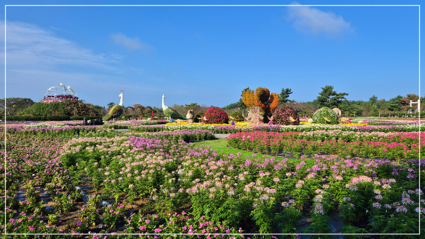 2025 태안 가을꽃 박람회 이미지 / 출처: 코리아플라워파크