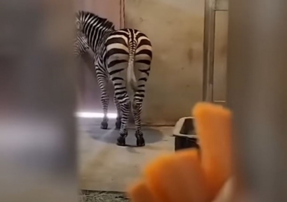 얼룩말새로