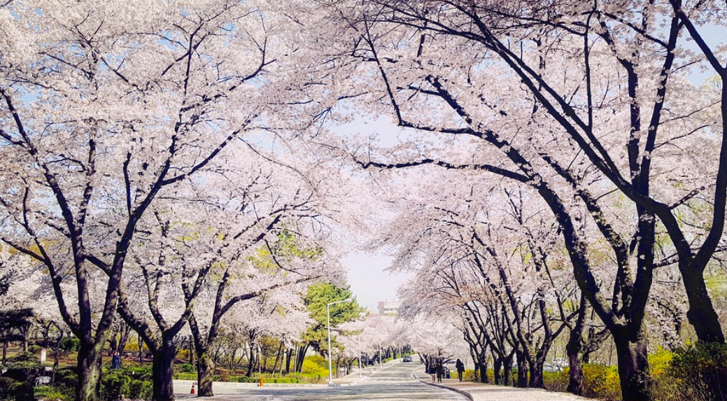 벚꽃 명소 대구 두류공원