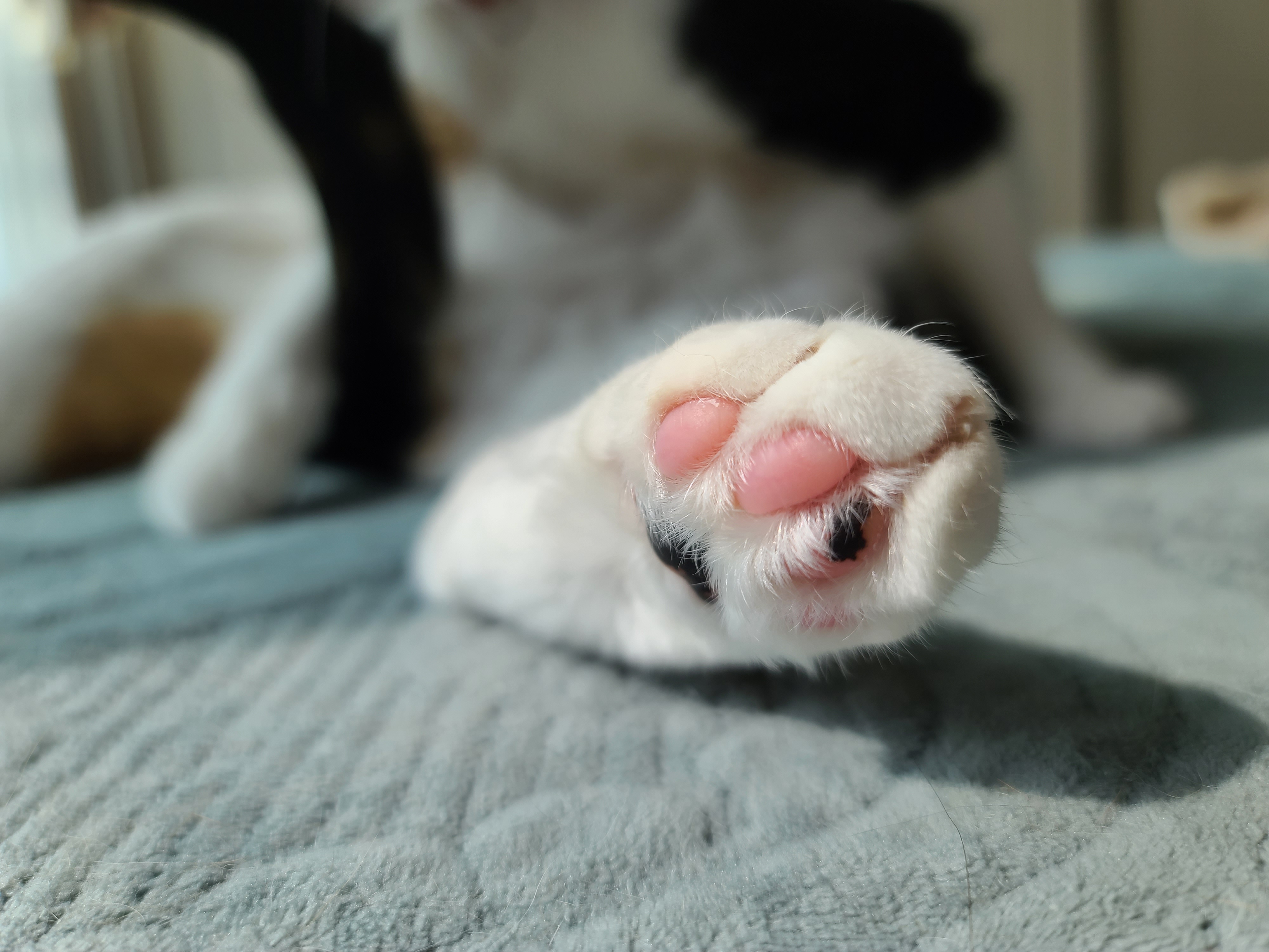 이른 아침 아홉냥이네의 고양이들. 집사가 눈을 떴을때 볼수 있는 사랑스런 고양이들.