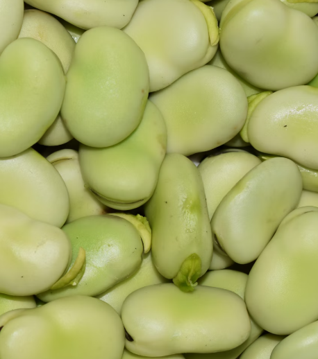 콩나물 효능 부작용 숙취 칼로리