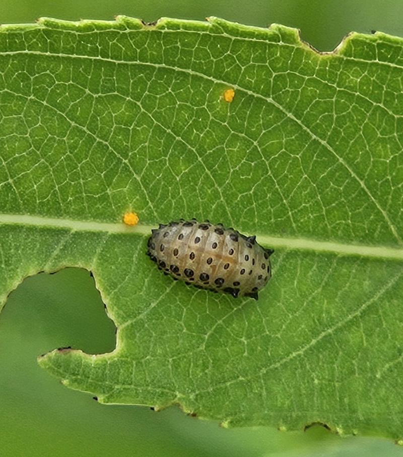 버들꼬마잎벌레 유충1