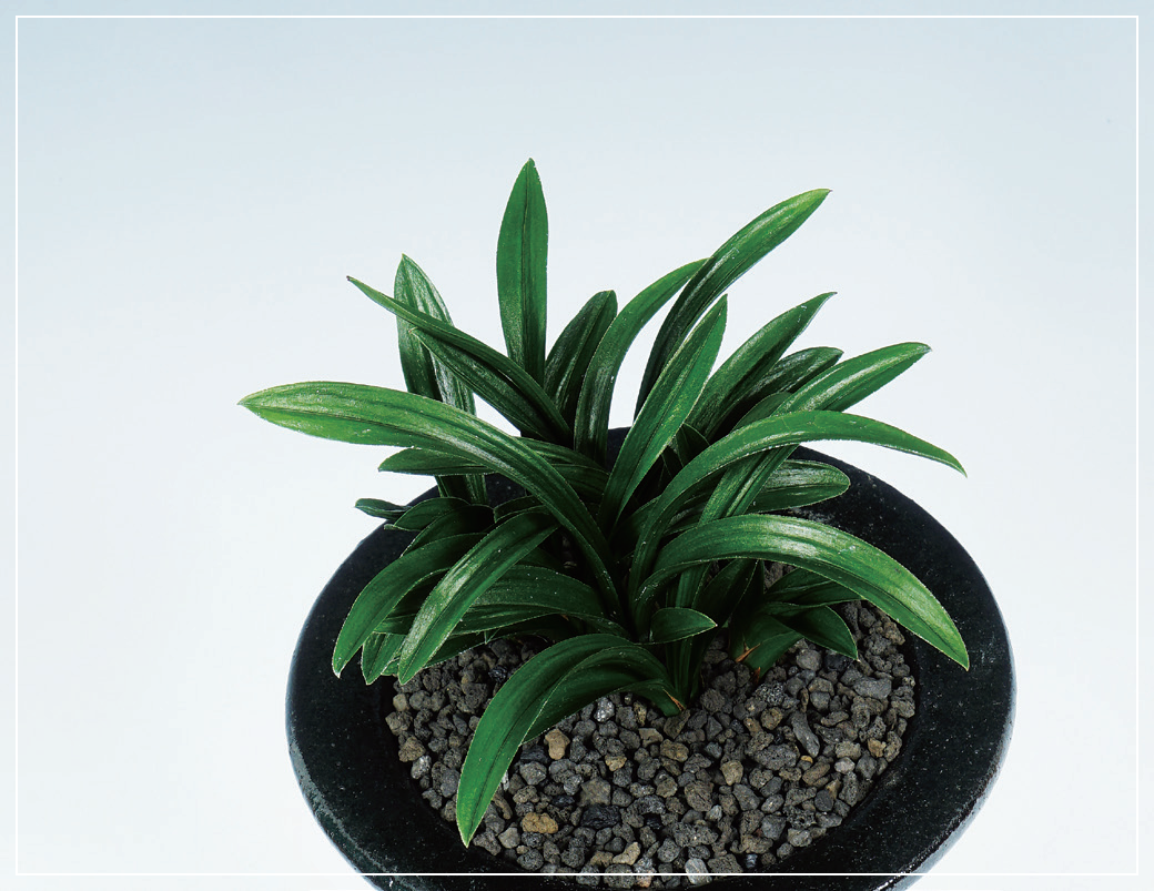 단엽종 『해암』