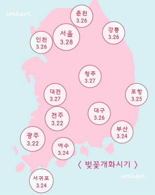 2023 벚꽂 개화 시기
