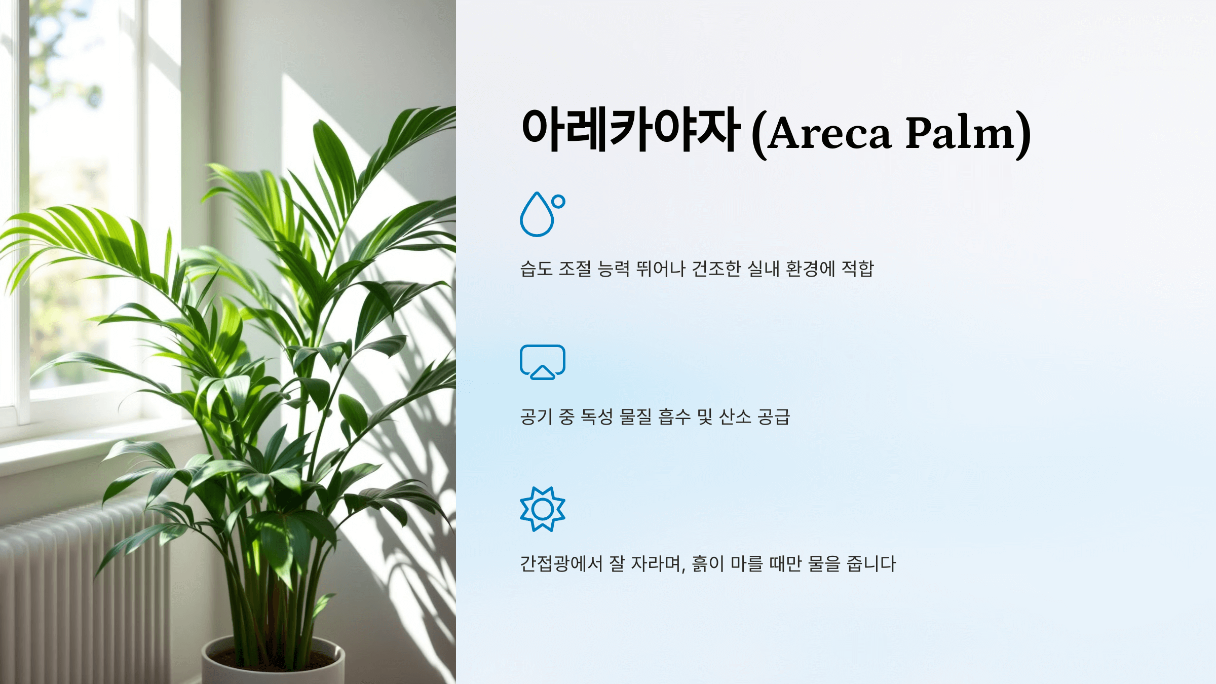 공기정화 식물 사진입니다.