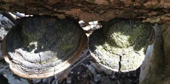 항암 효능, 면역력 강화, 섭취법까지! 상황버섯 총 정리 (2025 최신)