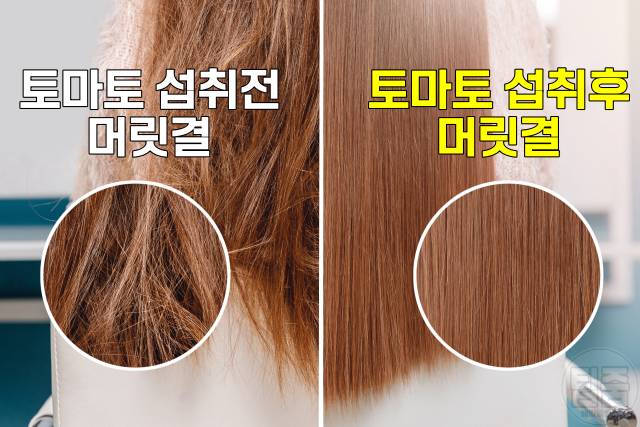 토마토효능 토마토 매일 먹으면 머릿결