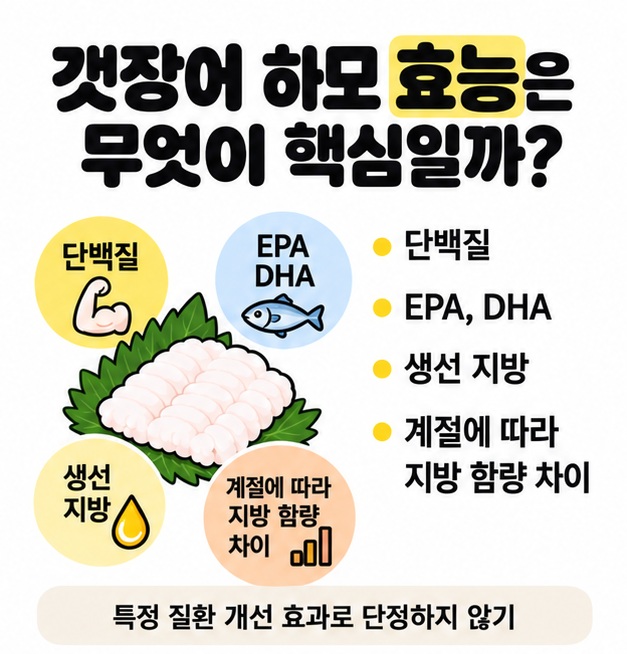 갯장어의 단백질과 EPA DHA 등 영양 포인트를 정리한 이미지