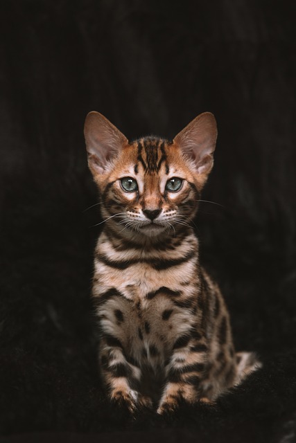 고양이 방광염