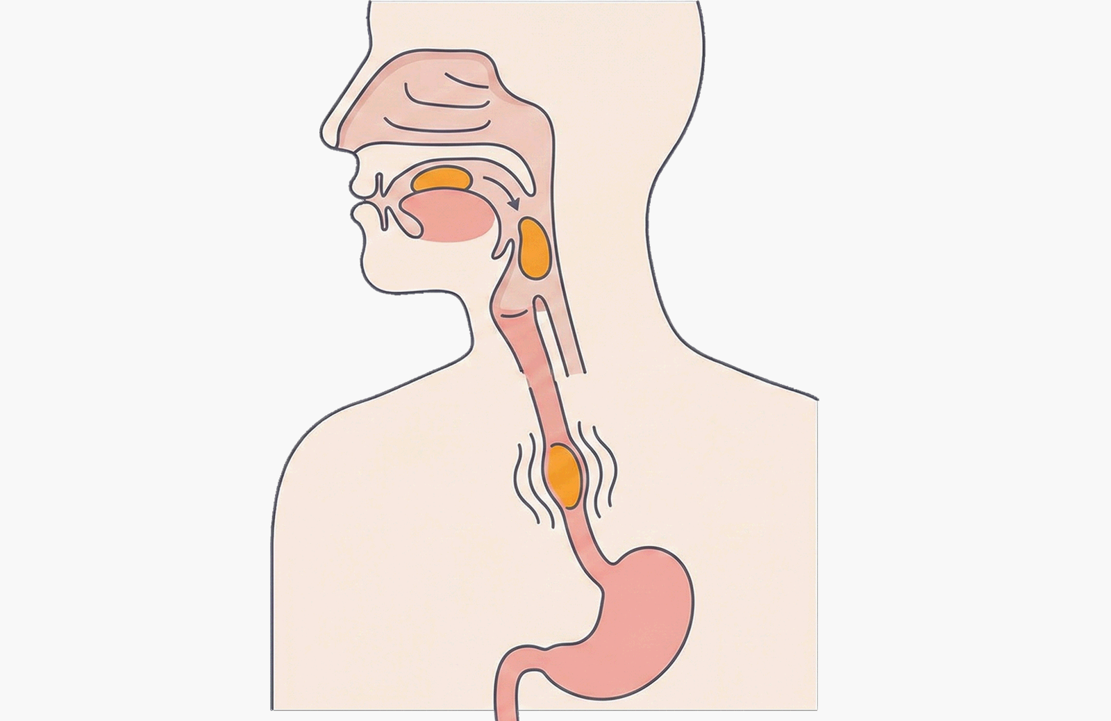 연하 반사의 3단계 메커니즘 (혀, 후두개, 기도) 일러스트레이션