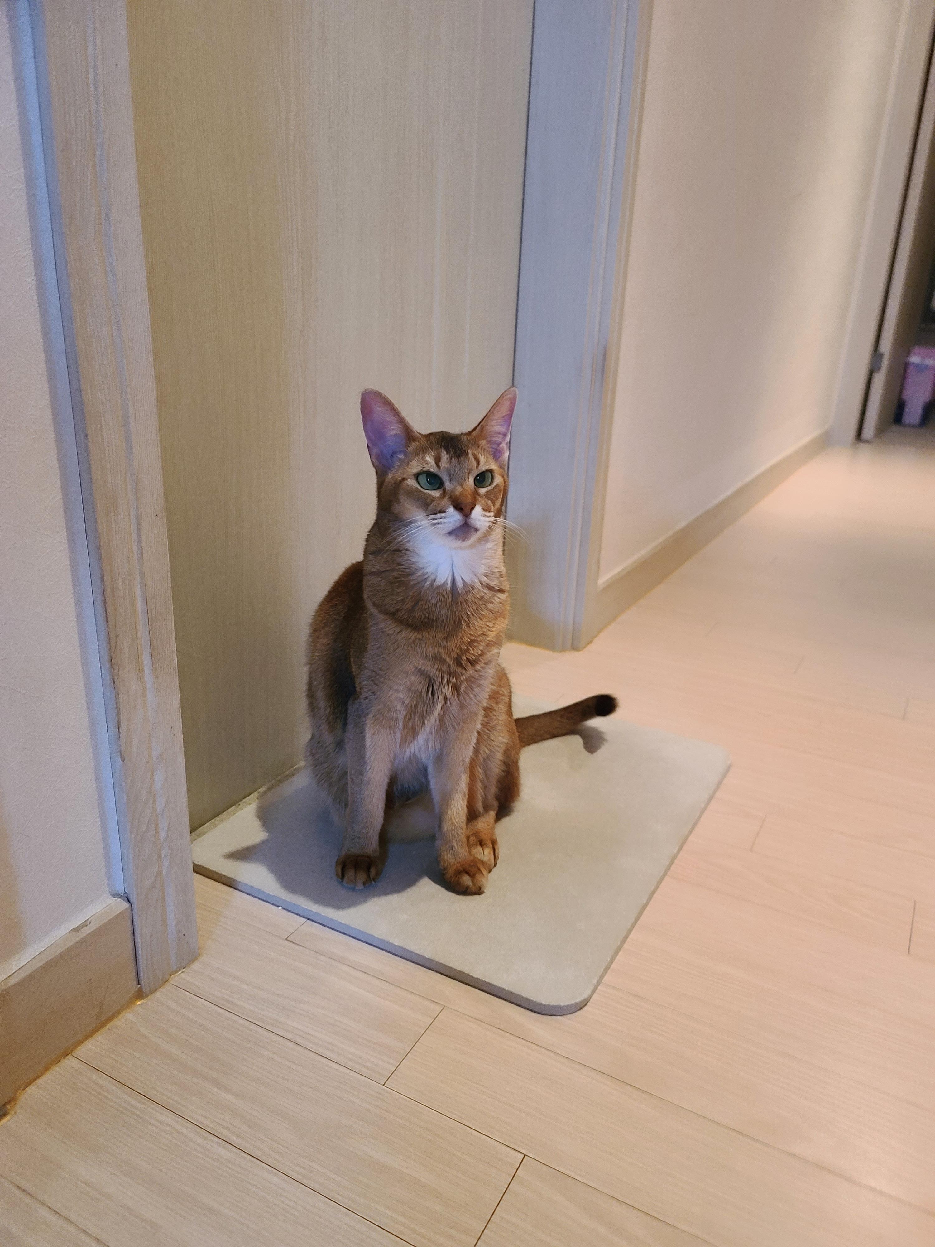 요즘들어 어리광이 늘어버린 외동 성격의 고양이 루디. (feat.질투대마왕 건이)