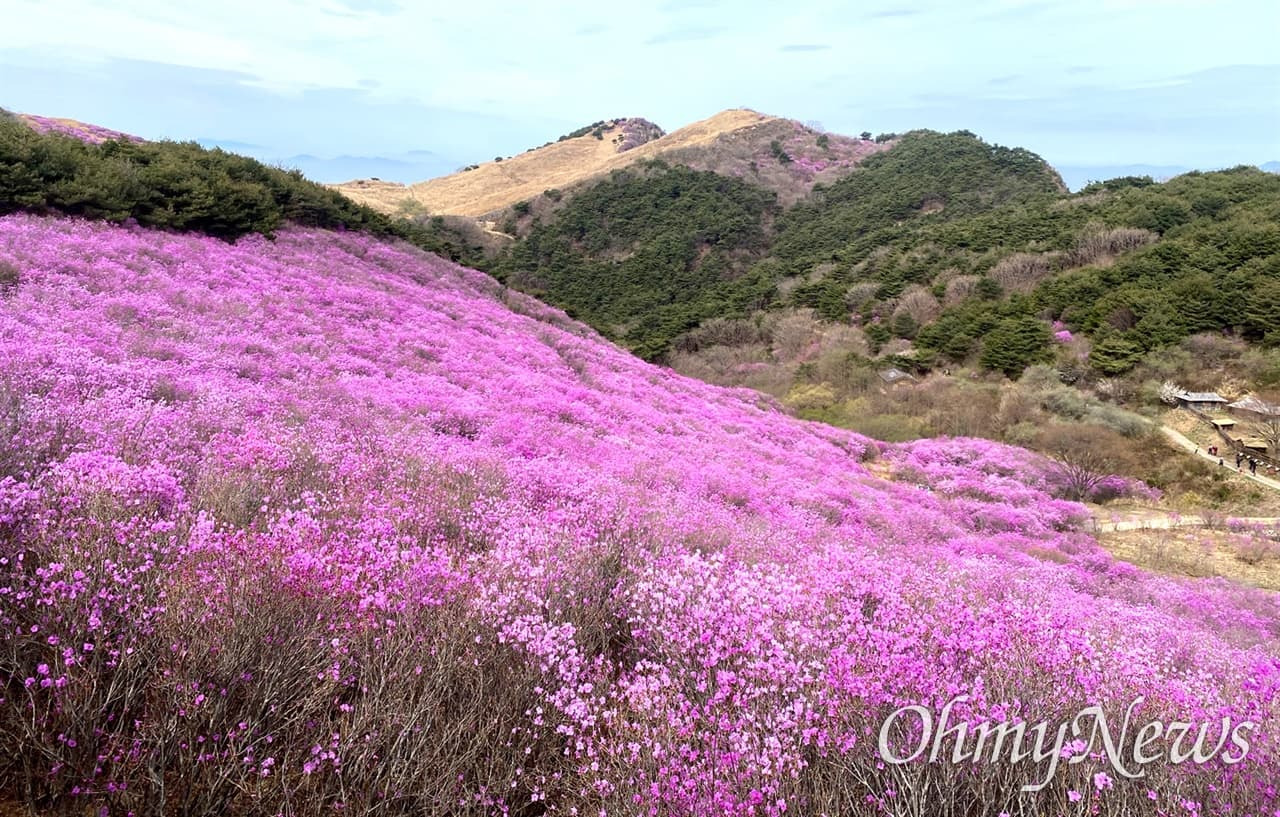 [4월 축제]화왕산 진달래❘4월 둘째주 주말 개화 상황, 방문 후기, 교통편, 맛집
