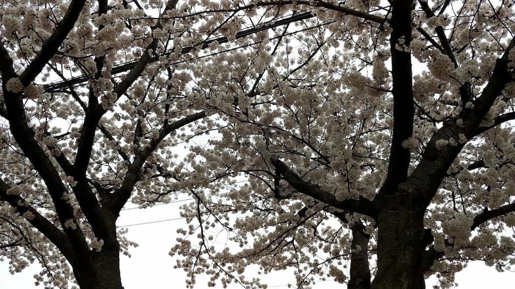 3월 말~4월 초 제주에서 만나는 왕벚꽃 만개 풍경