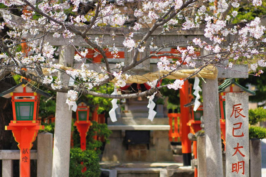 교토 벚꽃 여행 완벽 가이드