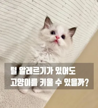 고양이 털 알레르기 완화 방법과 생활 관리 팁_12