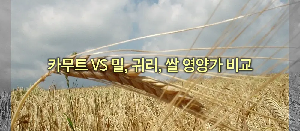 카무트 밀 귀리 쌀 영양가 비교