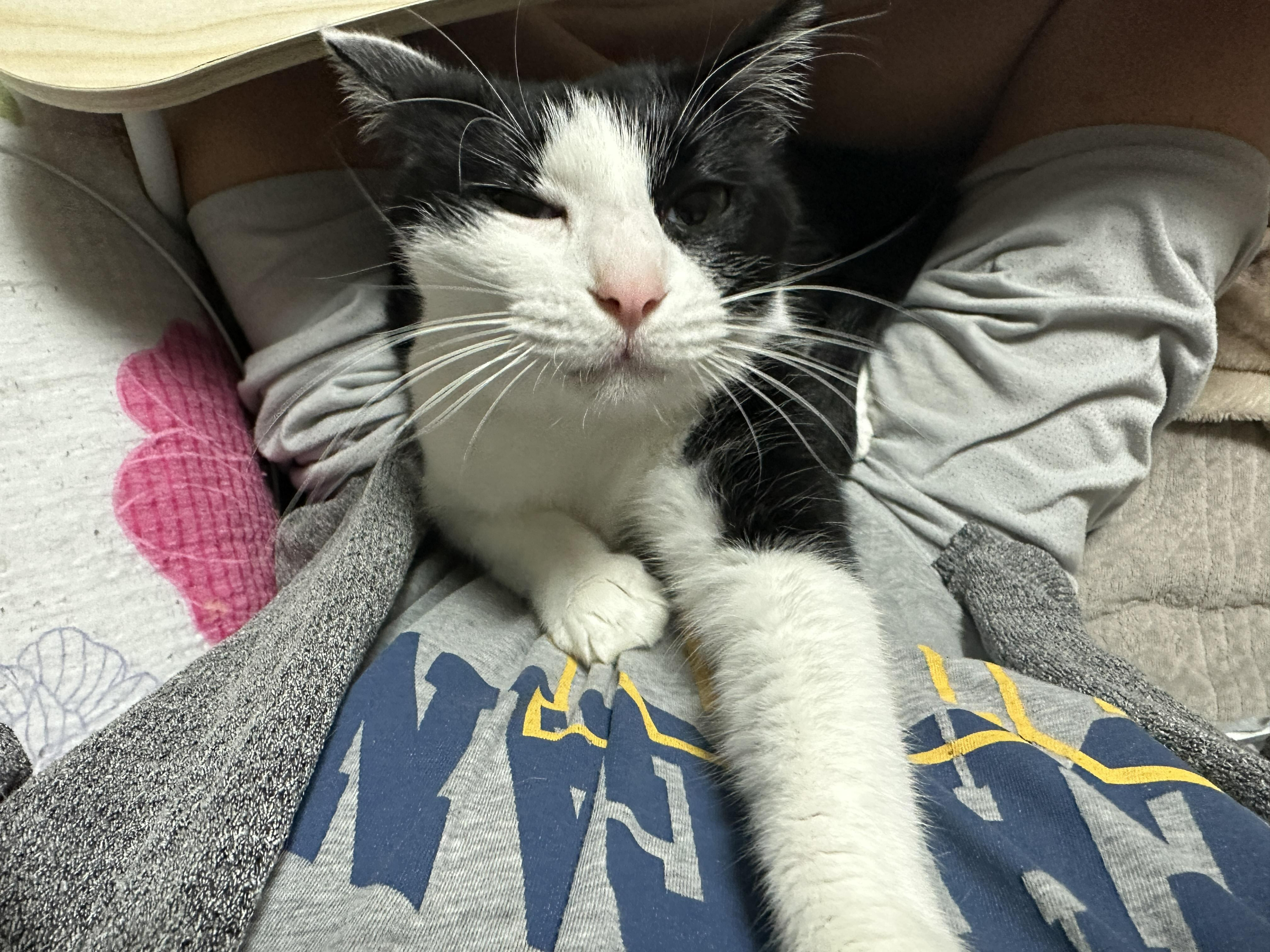 엄마_무릎에_앉아서_눈키스_하는_고양이_두리