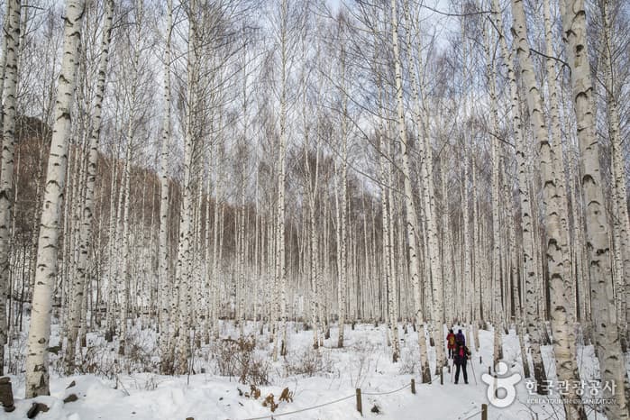 강원도-인제-속삭이는자작나무숲-설경