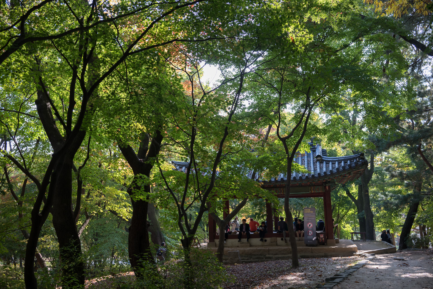 2024년 10월 30일 창경궁 단풍 근황