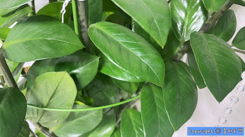 먼지-많은-식물