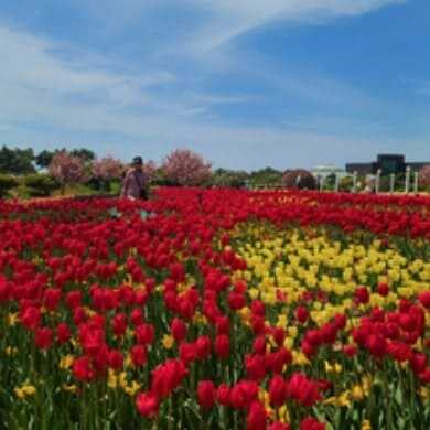 태안 세계 튤립 꽃 박람회