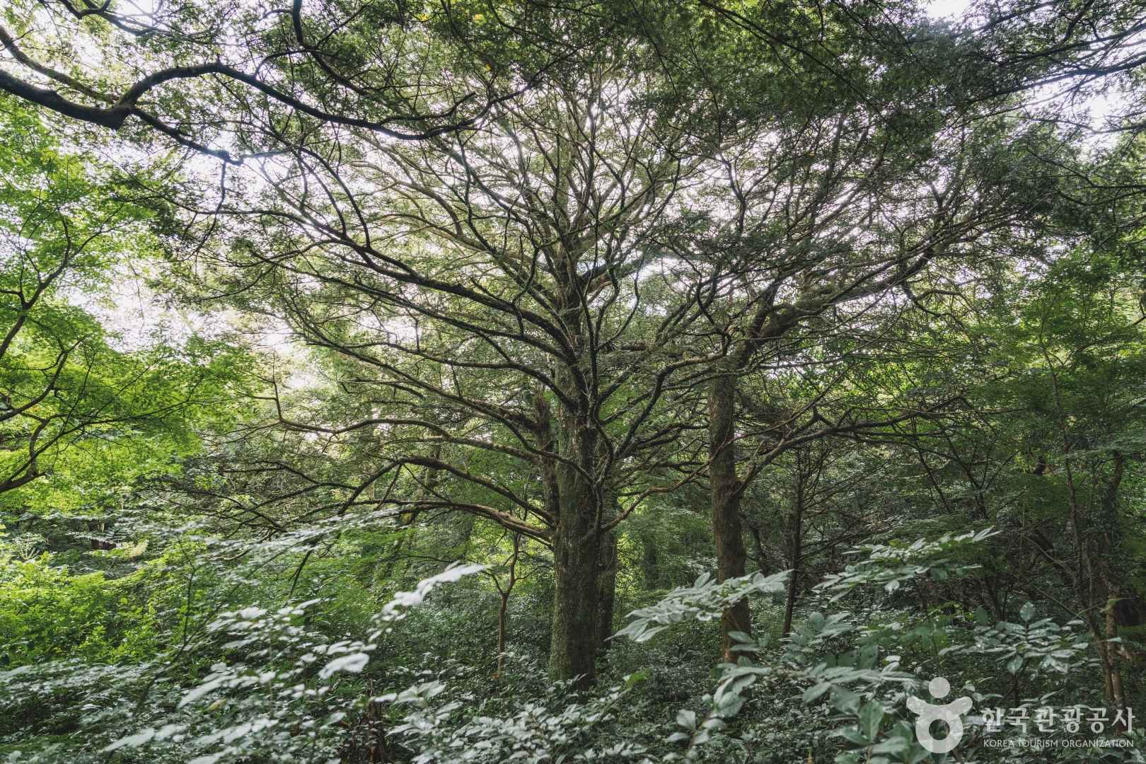 제주 비자림 자연휴양림