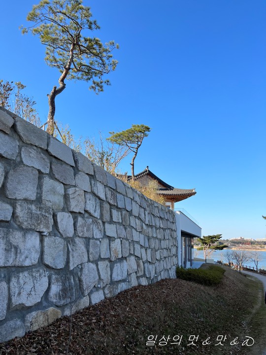 소나무1