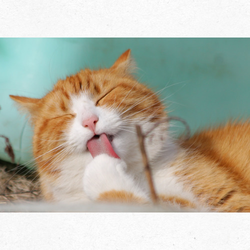 사랑스러운 눈망울의 고양이 캐릭터