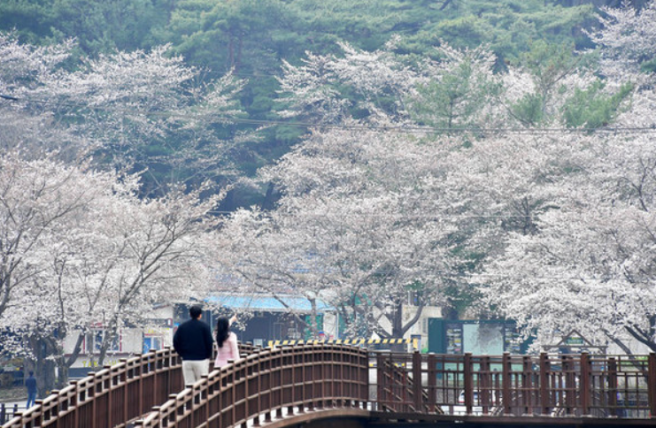 담양 추월산 벚꽃축제