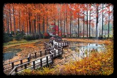 장태산 자연휴양림 가을 단풍 명소&amp;#44; 예약 방법과 필수 확인 사항
