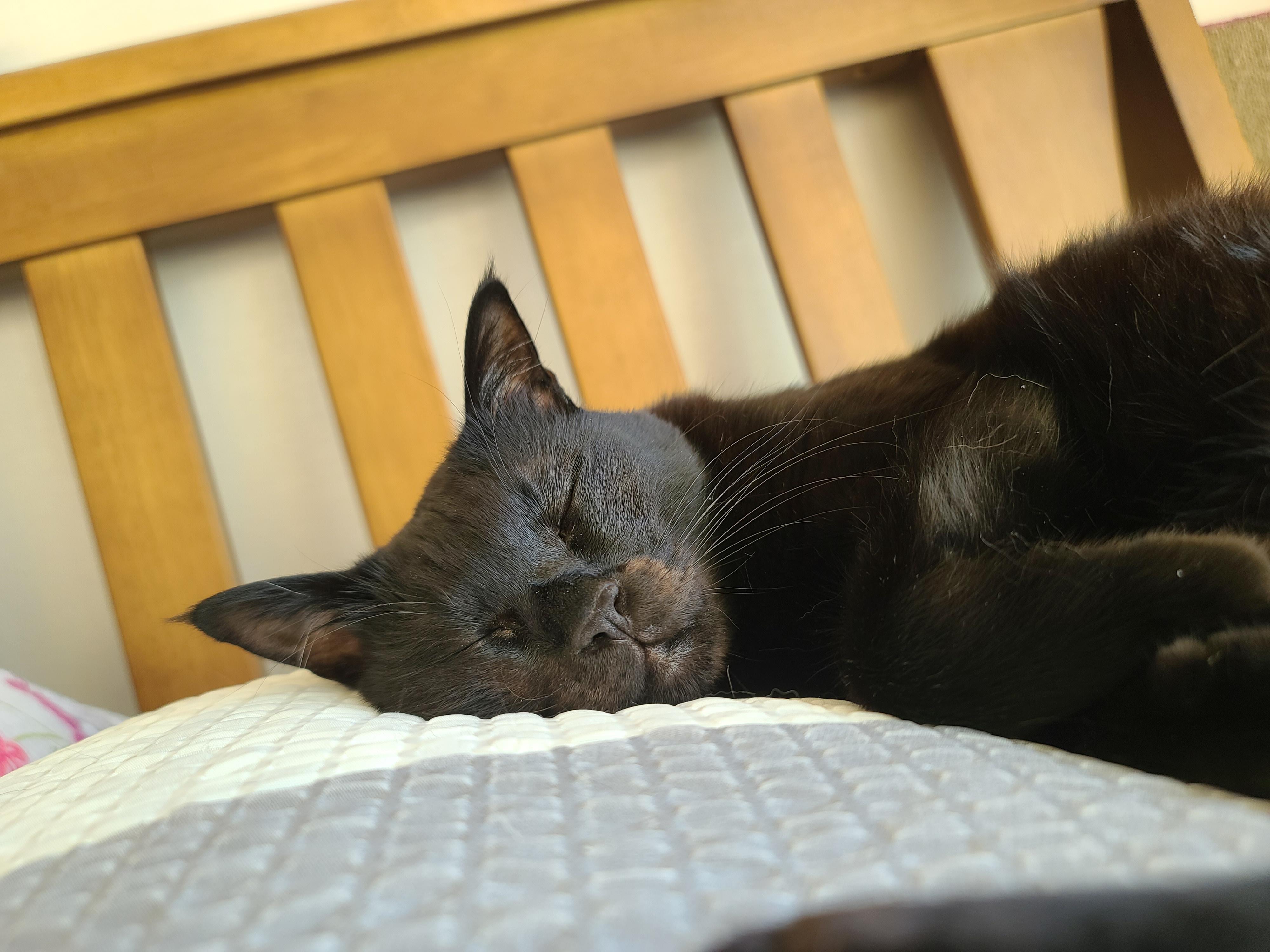 아침부터 건이랑 알콩달콩 (feat.호야)