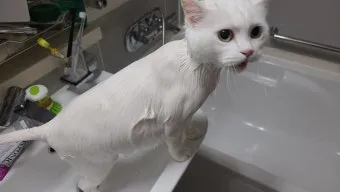 고양이 쉽게 목욕하는 방법과 준비 요령_20