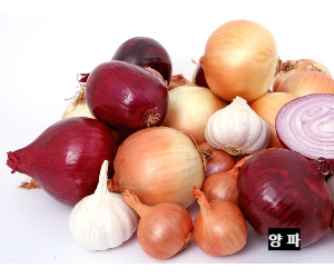 양파