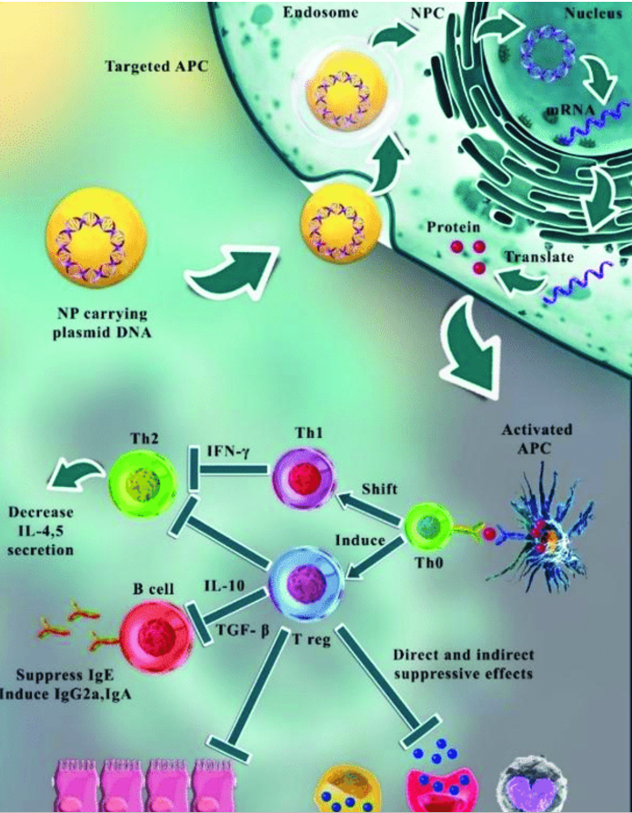 호흡기세포융합바이러스(RSV)