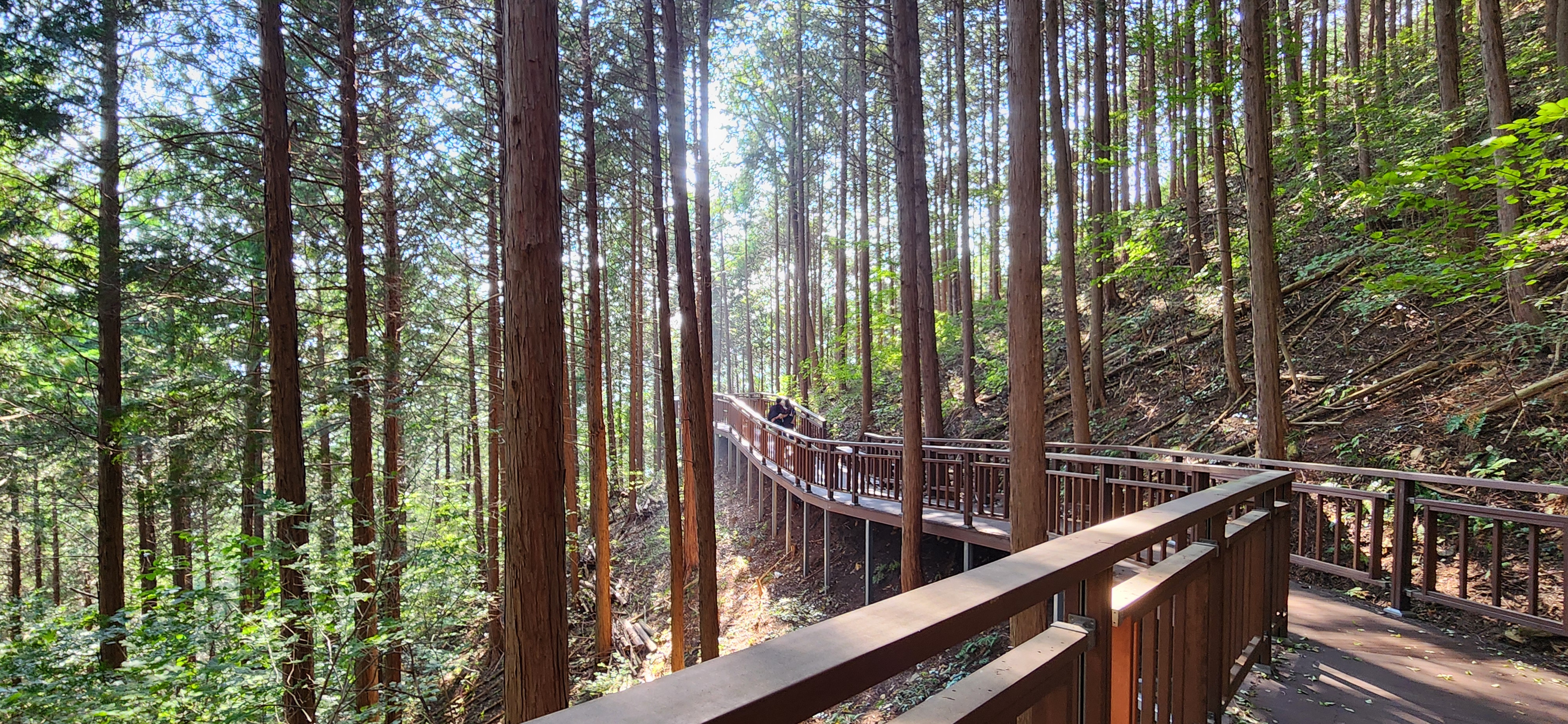 장성 치유의숲 데크길