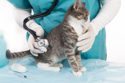 진찰받는 고양이.