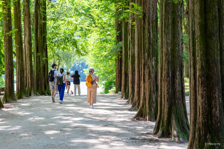 걷기 좋은 남이섬