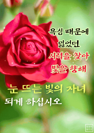 붉은 장미와 욕심을 버리고 빛을 향해 나아가는 메시지를 담은 시 이미지