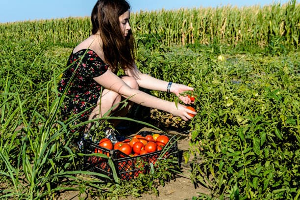 도시 농업의 한계와 극복 방안: 공동체 중심의 해결책